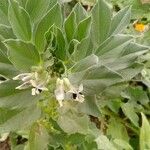 Vicia johannis Blatt