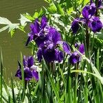 Iris sibirica Õis