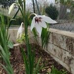 Gladiolus murielae Õis