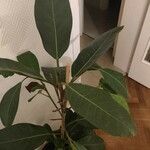 Ficus callosa পাতা