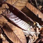 Amphimas ferrugineus Лист