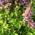 Corydalis solida Habitat