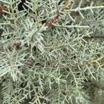 Cupressus arizonica Листок