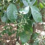 Psychotria carthagenensis Fruto