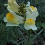 Linaria vulgaris Цвят