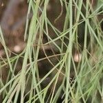 Plocama pendula Leaf