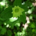 Astrantia maxima Leaf