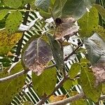 Tabebuia roseoalba Blatt