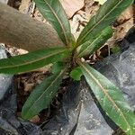 Barleria lupulina Leaf