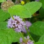 Mentha arvensis 花