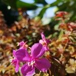 Centradenia inaequilateralis Flower