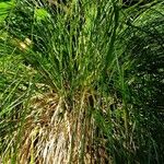 Carex paniculata Leaf