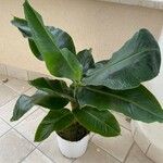 Musa acuminata Feuille