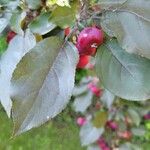 Malus × floribundaFeuille