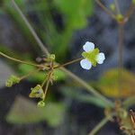 Alisma triviale Habit