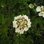 Viburnum opulusКвітка