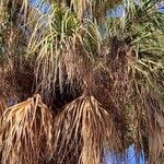 Sabal palmetto Агульны выгляд