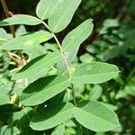 Caragana arborescens Leaf