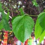 Bougainvillea spectabilis Лист