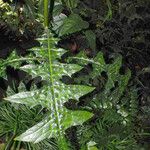 Acanthus montanus Leaf