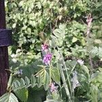 Vicia sepiumFlower