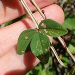 Macrotyloma axillare Leaf