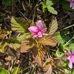 Rubus arcticus Flor