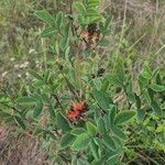 Indigofera binderiफूल