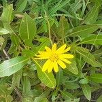 Wyethia angustifolia Fiore