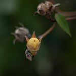 Hibiscus tiliaceus Fruit