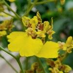 Gomesa bifolia Flor