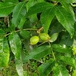 Carya tomentosa Fruit