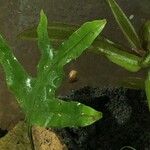 Phymatosorus scolopendria Feuille