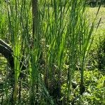 Typha domingensis Folha