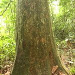 Irvingia excelsa چھال