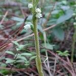 Goodyera repens Облик