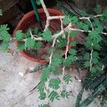 Acacia tortilis Leaf