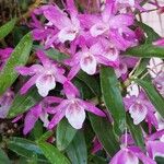 Dendrobium moniliforme Flower