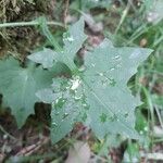 Lactuca muralis Blad