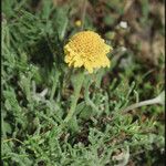 Chaenactis glabriuscula Blomma