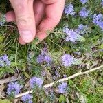 Veronica prostrata Flower