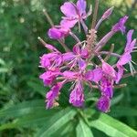 Chamerion angustifolium Flower