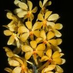 Ascocentrum miniatum Çiçek
