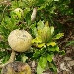 Gardenia ternifolia Fruit