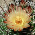 Ferocactus herrerae Λουλούδι