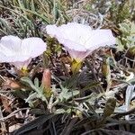 Convolvulus lineatus Flower