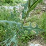 Lactuca serriola عادت داشتن