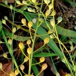 Camelina sativa Fruit