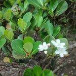Clusia criuva Hábito