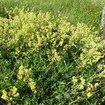 Alchemilla transiens Habitus